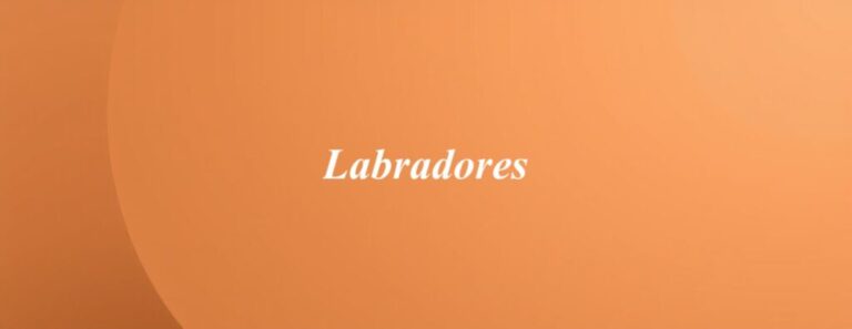 Labradores