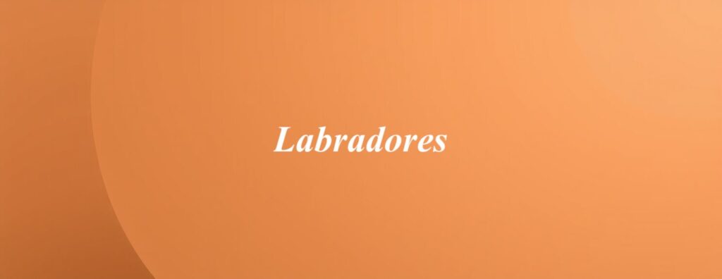 Labradores