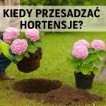 Kiedy przesadzać hortensje?