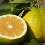 Jak Wybrać Dobre Pomelo?