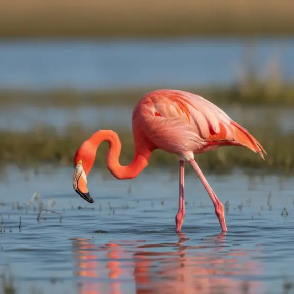 Dlaczego Flamingi Są Różowe?