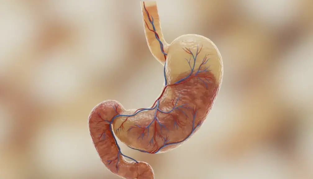 Jaką pojemność ma żołądek?